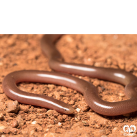 گونه مار کرمی شکل اوراسیا Eurasian Blind Snake